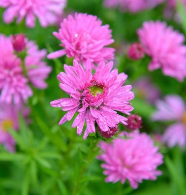Rauhblattaster Rosa Perle - Aster novae angliae