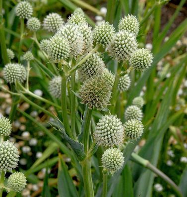 Palmlilien Edeldistel - Eryngium yuccifolium