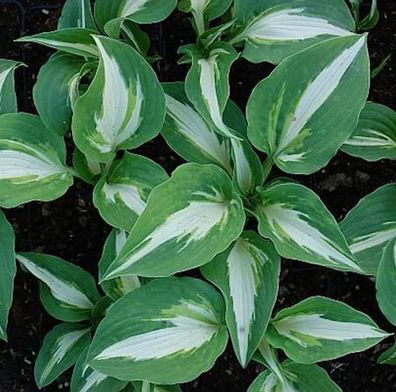 Funkie Night before Christmas - Hosta cultorum