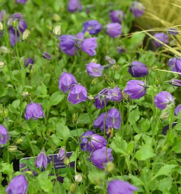 Polster Glockenblume G.F. Wilson - Campanula pulloides