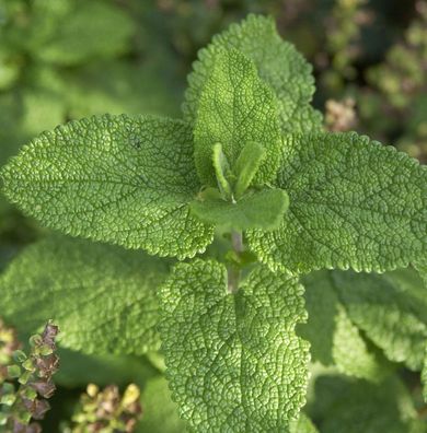 Salbei Gamander - Teucrium scorodonia