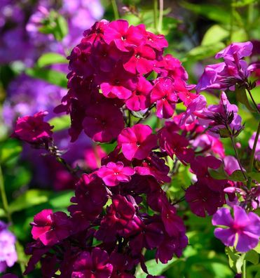 Hohe Flammenblume Grenadine Dream - Phlox paniculata