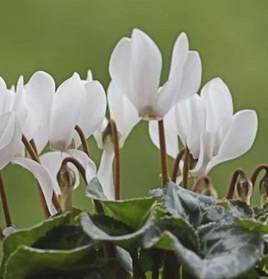 Herbst Alpenveilchen Ice Pure White - Cyclamen hederifolium