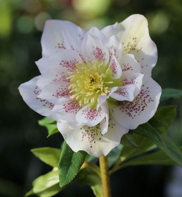 Christrose Lenzrose Double Ellen White Spotted - Helleborus orientalis