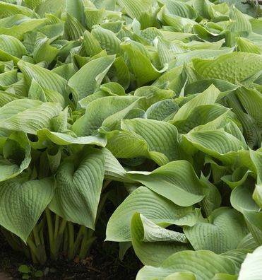 Blaublattfunkie - Hosta sieboldiana