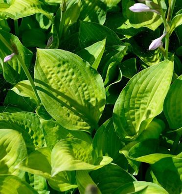 Grünblattfunkie Midwest Magic - Hosta sieboldiana