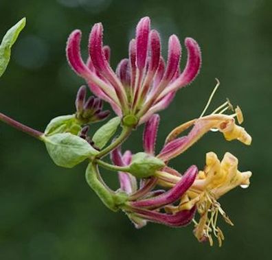 Waldgeisblatt Serotina 60-80cm - Lonicera periclymenum