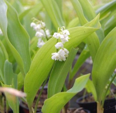 Maiglöckchen Plenfloria - Convallaria majalis