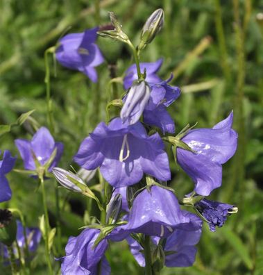 Pfirsichblütige Glockenblume Azure Beauty - campanula persicifolia