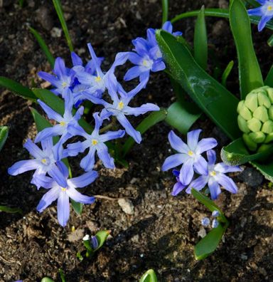Gewöhnliche Sternhyazinthe - Chionodoxa luciliae