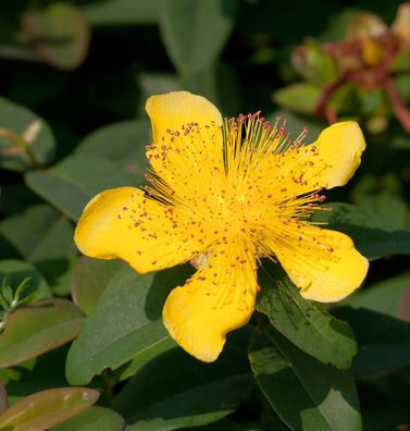 Teppich Johanniskraut - Hypericum calycinum