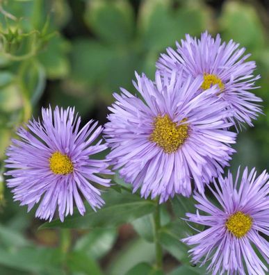 Feinstrahlaster Adria - Erigeron cultorum