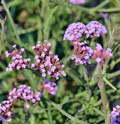 Eisenkraut Lollipop - Verbena bonariensis