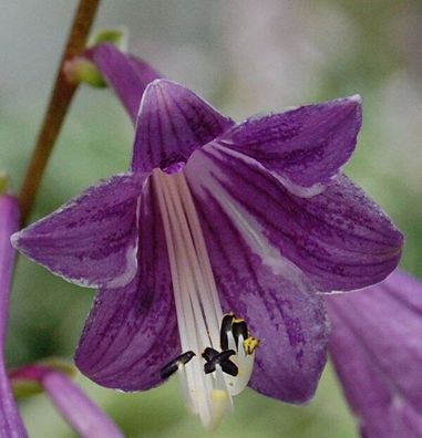 Korea Funkie - großer Topf - Hosta clausa