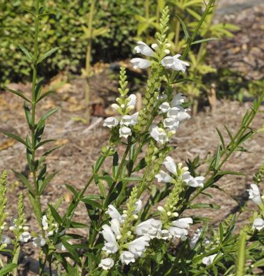 Gelenkblume Schneekrone - Physostegia virginiana