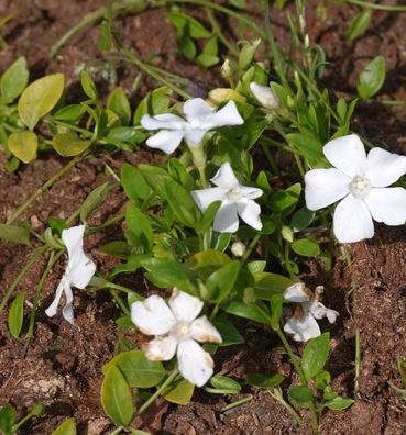 Kleinblättriges Immergrün Gertrude Jekyll - Vinca minor