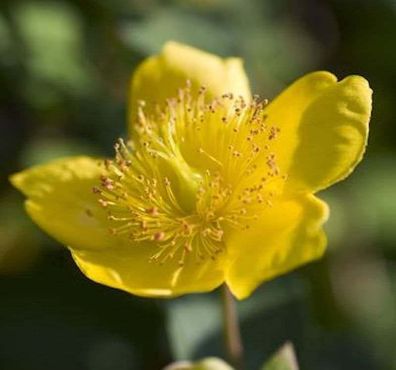 Kanadische Johanniskraut Gemo 30-40cm - Hypericum kalmianum