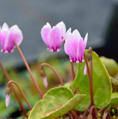 Frühlings Alpenveilchen Roseum - Cyclamen coum