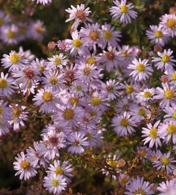 Myrtenaster Pink Cloud - Aster ericoides