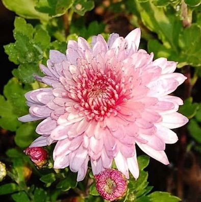 Winteraster Orchid Helen - Chrysanthemum hortorum