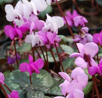 Frühlings Alpenveilchen - Cyclamen coum