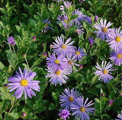 Berg Aster Mönch - Aster frikartii