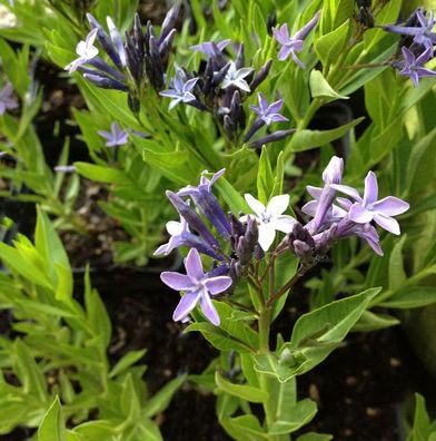 Orientalischer Blaustern - Amsonia orientalis