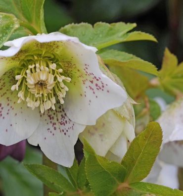 Christrose Lenzrose White Spotted Lady - Helleborus orientalis