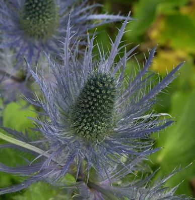 Alpen Mannstreu Blue Star - Eryngium alpinum