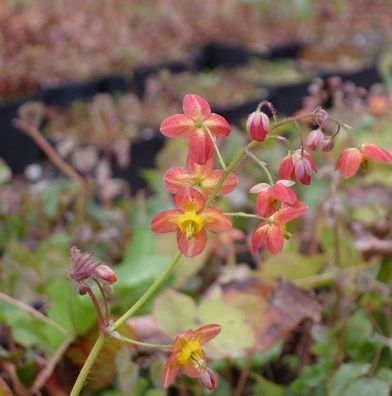 Elfenblume Ellen Willmott - Epimedium warleyense