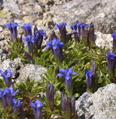 Sommerenzian - Gentiana septemfida