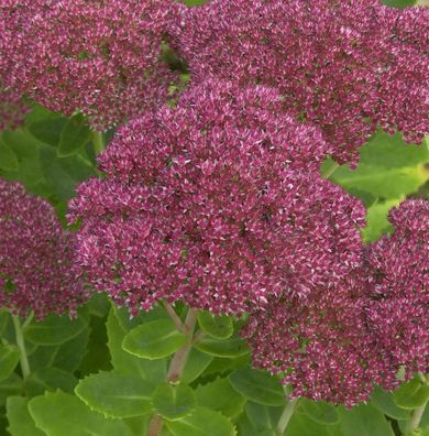 Prächtige Fetthenne Septemberglut - Sedum spectabile