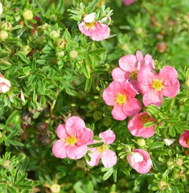 10x Fünffingerstrauch Bellissima® - Potentilla fruticosa