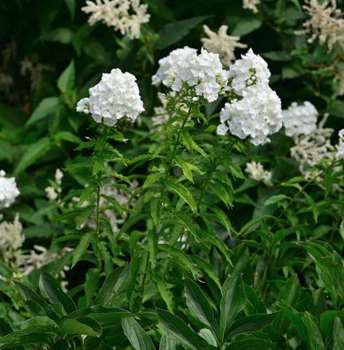 Hohe Flammenblume JS Anne - Phlox paniculata