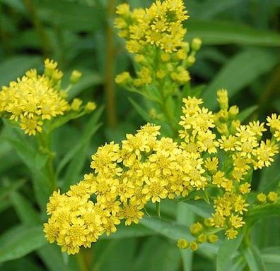 Goldrute Goldene Wellen - Solidago sempervirens