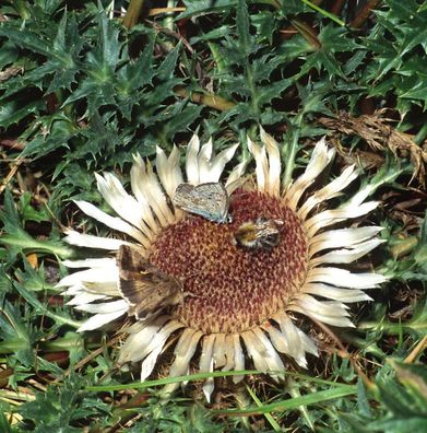 Wetterdistel - Carlina acanthifolia