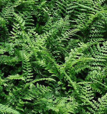 Weicher Schildfarn Proliferum - großer Topf - Polystichum setiferum