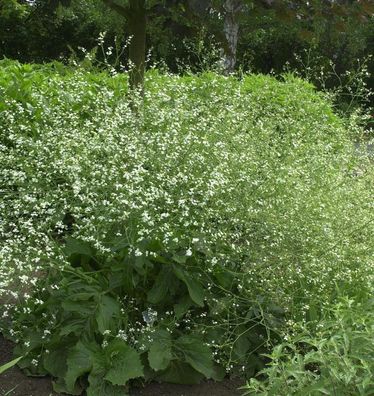 Großer Meerkohl - Crambe cordifolia