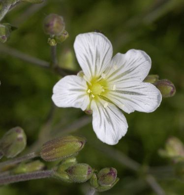 Felsen Miere - Minuartia laricifolia