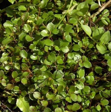 10x Mühlenbeckie - Muehlenbeckia axillaris