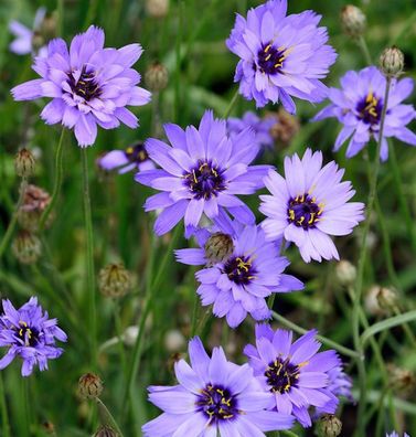 Rasselblume - Catananche caerulea