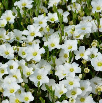 Sandkraut - Arenaria montana
