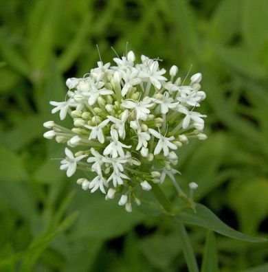 Spornblume Albus - Centranthus ruber
