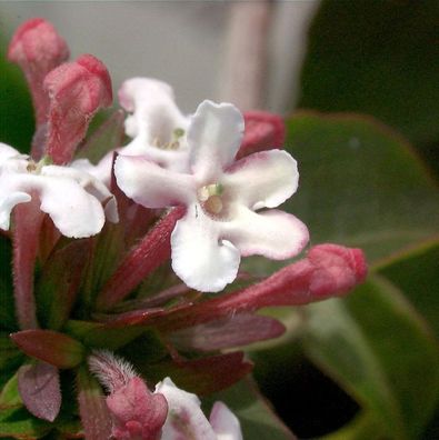 Koreanische Abelie 40-60cm - Abelia mosanensis