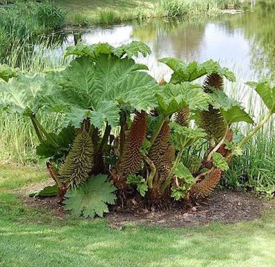 Riesen Mammutblatt - Gunnera manicata