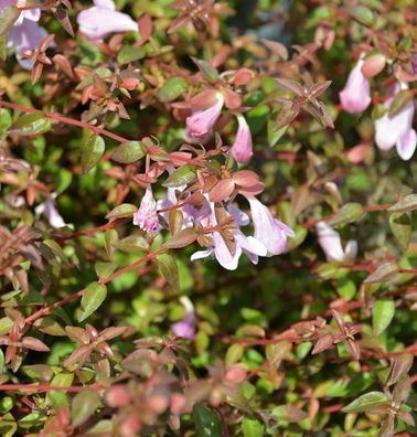 Großblumige Abelie Pinky Bells® 30-40cm - Abelia grandiflora