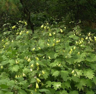 Wachsglocke Black Style - Kirengeshoma palmata