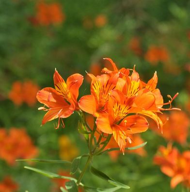 Inkalilie Indian Summer - Alstroemeria