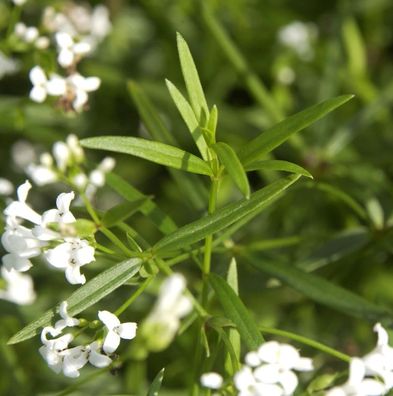 Färber-Meier - Asperula tinctoria