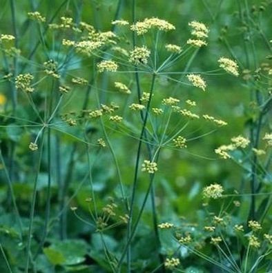 Kleine Bibernelle - Pimpinella saxifraga